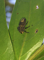 Harmonia testudinaria