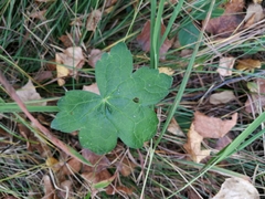 Geranium platyanthum