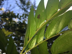 Harmonia testudinaria
