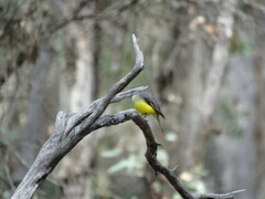 Eopsaltria griseogularis
