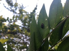 Harmonia testudinaria