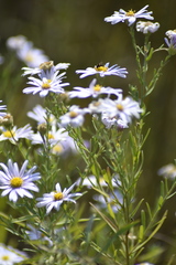 Aster altaicus