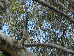 Falcunculus leucogaster