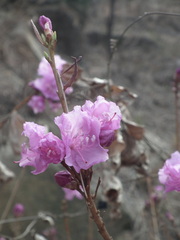 Rhododendron mucronulatum