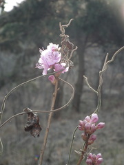 Rhododendron mucronulatum