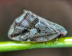 Ricania speculum