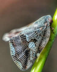Ricania speculum