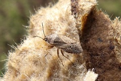 Emblethis denticollis