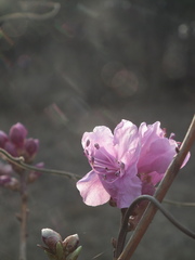 Rhododendron mucronulatum