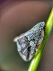 Ricania speculum