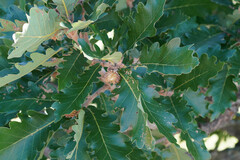 Quercus dentata