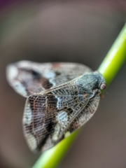 Ricania speculum