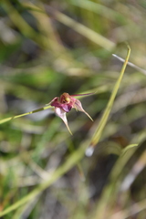 Caladenia cardiochila