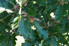 Quercus dentata