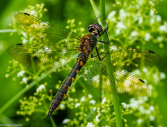Somatochlora flavomaculata