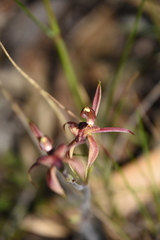 Caladenia cardiochila