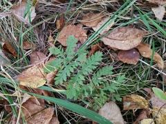 Artemisia tanacetifolia