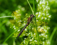 Somatochlora flavomaculata
