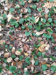 Pyrola rotundifolia
