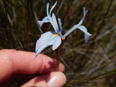 Moraea tripetala tripetala