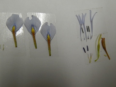 Moraea tripetala tripetala