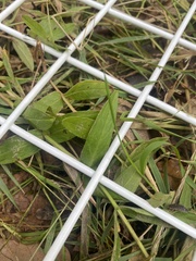 Epilobium parviflorum