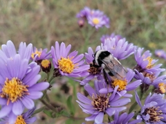 Bombus sichelii