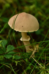 Cystoderma carcharias