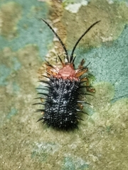 Dactylispa bipartita