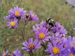 Bombus sichelii