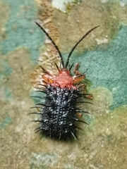 Dactylispa bipartita