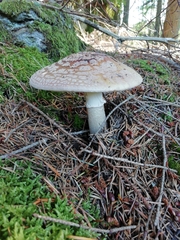 Amanita excelsa