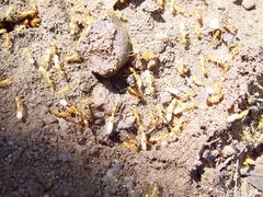 Camponotus festinatus