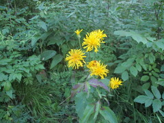 Crepis sibirica