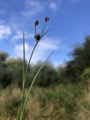 Juncus articulatus