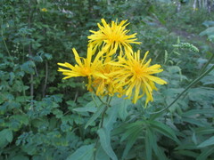 Crepis sibirica