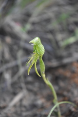 Pterostylis unicornis