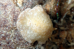 Sclerodoris