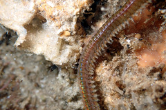 Eunicidae