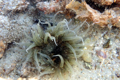 Actiniidae