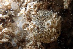 Aplousobranchia