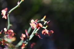 Daviesia brevifolia