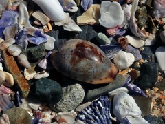 Purpuradusta gracilis