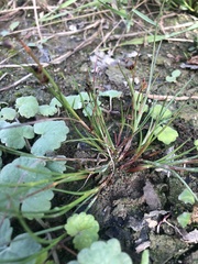 Juncus articulatus