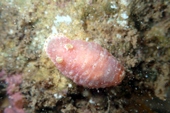 Goniobranchus epicurius