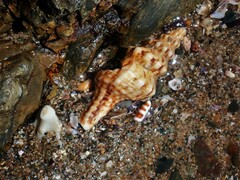 Marmorofusus nicobaricus