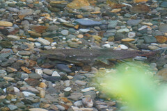 Oncorhynchus gorbuscha
