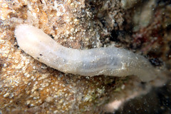 Leptosynapta dolabrifera