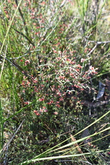 Daviesia brevifolia