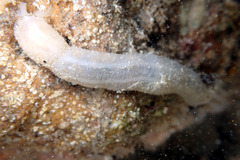 Leptosynapta dolabrifera